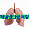 여러 폐렴 원인균 특징과 증상들