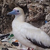 현존하는 바다새의 90%가 인간이 버린 플라스틱을 먹고있다!