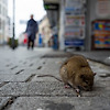미국 뉴욕, 쥐 때문에 야외 레스토랑 주인들의 비명