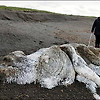 멸종 한 매머드? 러시아에 나타난 거대한 바다 괴물의 시체