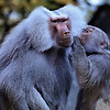 원숭이 연구로 밝혀진 "남녀의 우정"의 장점은?