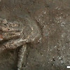 고대 이집트 궁전 정원에서 발견된 "대량의 손"의 비밀?