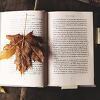 가을은 진짜 독서의 계절일까? 도서관 대출량으로 보는 검증