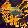코로나 바이러스가 인체의 면역 시스템을 벗어나는 이유
