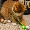 레이저 포인터는 고양이 정신위생에 어떤 영향을 미칠까?