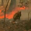 호주 산불 코알라 '멸종 위기'