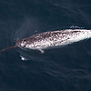 일각고래 외뿔고래 바다의 유니콘 거대한뿔의 정체는?
