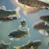 네덜란드의 물고기 초인종 시스템이란?