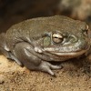 두꺼비를 핥지 마라! 미국 국립공원국의 경고