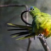 번식을 위해 사육된 새들은...날개 모양이 변하게된다?