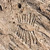 카타르 사막에 새겨진 수수께끼의 바위 그림
