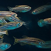 물고기를 "약에 절여" 행동 변화를 AI로 읽어내는 연구가 발표