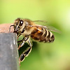 코로나 감염 여부 확인을 꿀벌이 한다?