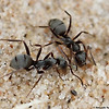 암의 징후를 냄새로 맡을 수 있는 개미의 능력