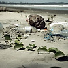 2050년에는 물고기보다 바다의 플라스틱 쓰레기가 많아진다?