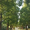 천안, 안성, 평택 인근에서 산책하기 좋은 곳, 연암대학교를 소개합니다.