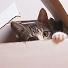 고양이가 상자를 사랑하는 이유