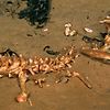 심해에서 악어 시체를 탐내는 "신종 좀비 벌레" 발견