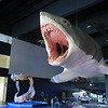 거대한 괴물 상어 "메갈로돈"의 크기가 밝혀졌다