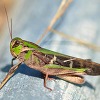 미국 라스베이거스에서 메뚜기 대량 발생, "인류의 위기"?