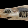 피부도 이빨도 없는 상어 생체가 발견