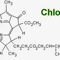 클로로필(Chlorophyll) 당신의 건강을 위한 자연의 초록 물약!!