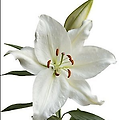 백합 (White Lily) 효능 및 부작용, 복용 방법은?