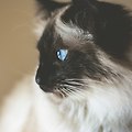 고양이 소파 스크래치 막는 방법
