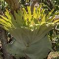 플리코드(Platycerium bifurcatum): 건강한 성장과 벽면 장식법