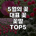 5월의 꽃, 꽃말, 5월에 피는 대표 꽃 TOP 5