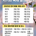 2025 전국 벚꽃 개화 시기와 축제 일정 총정리 | 진해 군항제부터 여의도 봄꽃축제까지