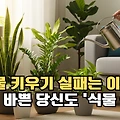 "나도 이제 식물 금손!" 초보자도 실패 없는 실내 식물 관리법 A to Z