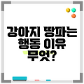 강아지 땅파는 행동 이유 무엇?