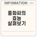홍화씨 효능과 부작용의 모든 것