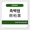 측백엽(側柏葉)