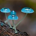 blue mycena mushroom 파랑애주름버섯 해외식물