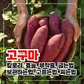 고구마 칼로리와 효능12가지 부작용 보관하는 법 등 총정리