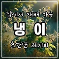집에서 쉽게 재배 가능한 냉이, 초간단 레시피까지