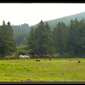 [자연풍경] 제주도 목장 풍경, 안개가 걷혀가고 있는 목장에서 풀을 뜯고 있는 말들 - 창문풍경영상, 힐링영상, 마음소풍