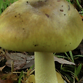 🍄 죽음의 만찬 – 에린 패터슨과 독버섯 사건의 전말(호주 독버섯 사건)