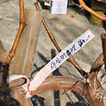 250320 나무 묘목 나무심기 샤인머스켓, 호두, 자두, 겹벚나무, 라일락