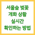서울숲 벚꽃 개화 상황 실시간 확인하는 방법