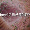 bmr17 유산균 효능 부작용 추천 ! (비엔나17 유산균)