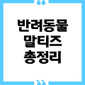 말티즈 (Maltese) 강아지 정보// 총정리