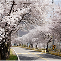경기도 벚꽃명소