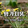 방가지똥 효능 10가지, 부작용, 담금주 만드는 법