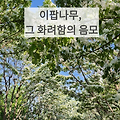 [건강]이팝나무의 개화는 꽃가루 알러지 신호탄~!!