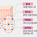 근막 관리와 콜라겐 생성의 관계