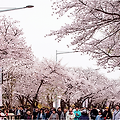 2025 여의도 봄꽃축제 일정 🌸