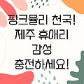 제주 휴애리 핑크뮬리 축제: 핑크빛 감성에 흠뻑 빠져보세요!